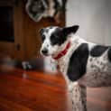 Photo of Spotty