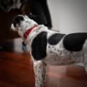 Photo of Spotty