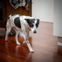 Photo of Spotty