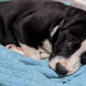 Photo of Donald 14 Week Old Shar Pei X Staffy (Trial)