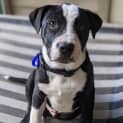 Photo of Donald 14 Week Old Shar Pei X Staffy (Trial)
