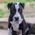 Photo of Donald 14 Week Old Shar Pei X Staffy (Trial)