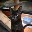 Photo of Salem