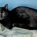 Photo of Salem