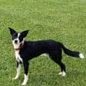 Photo of Kody