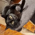 Photo of Vader