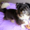 Photo of Luna