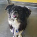 Photo of Luna