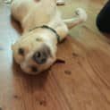 Photo of Benji