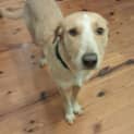 Photo of Benji