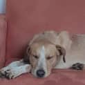 Photo of Benji