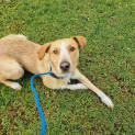 Photo of Benji