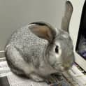 Photo of Toti