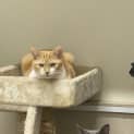 Photo of Marmalade And Reign
