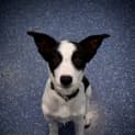 Photo of Gypsy