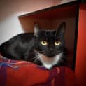 Photo of Sox