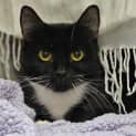 Photo of Sox