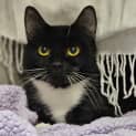 Photo of Sox
