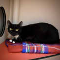 Photo of Sox