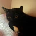 Photo of Sox