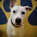 Photo of Casper
