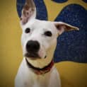 Photo of Casper