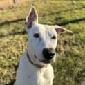 Photo of Casper