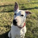 Photo of Casper