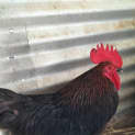 Photo of Miguel