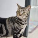 Photo of Emerald