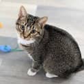 Photo of Trixie   Located In Preston