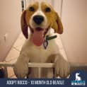 Photo of Rocco 10 Month Old Beagle (Hold)