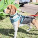 Photo of Rocco 10 Month Old Beagle (Hold)