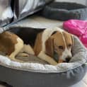 Photo of Rocco 10 Month Old Beagle (Hold)