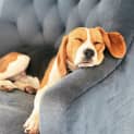 Photo of Rocco 10 Month Old Beagle (Hold)