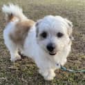 Photo of Jay 3 Year Old Maltese Terrier (Trial)