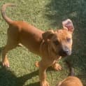 Photo of Rudi