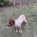 Photo of Maple