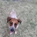 Photo of Maple