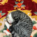 Photo of Isla