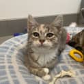 Photo of Luna (Was June)
