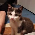 Photo of Milo