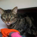 Photo of Mouse