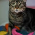 Photo of Mouse