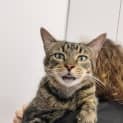Photo of Mouse
