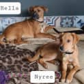 Photo of Nyree Or Rella