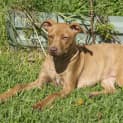 Photo of Nola   1 Year Old Kelpie X