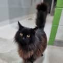 Photo of Odin