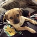 Photo of Mc Muffin