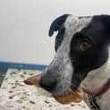 Photo of Georgie Girl
